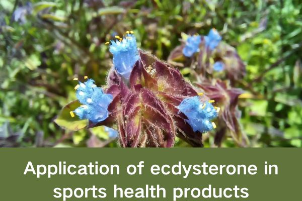 Application of ecdysterone in sports health products