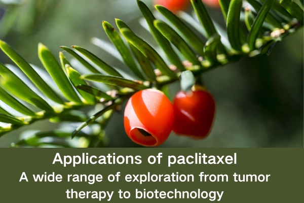 Applications of paclitaxel:A wide range of exploration from tumor therapy to biotechnology