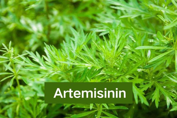 Manufacturer Supply Artemisinin