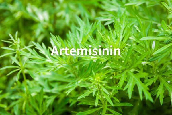 Factory Supply Artemisia Annua Extract Powder 99% Artemisinin