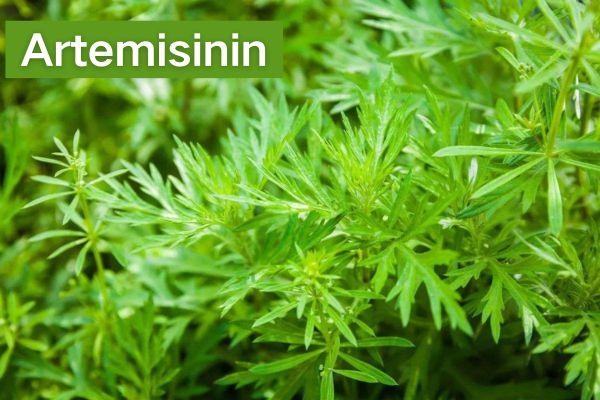 High Quality Artemisinin 98% Powder CAS 63968-64-9