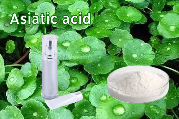 Asiatic Acid 98% CAS 464-92-6 Centella Asiatica Extract Cosmetic Raw Materials