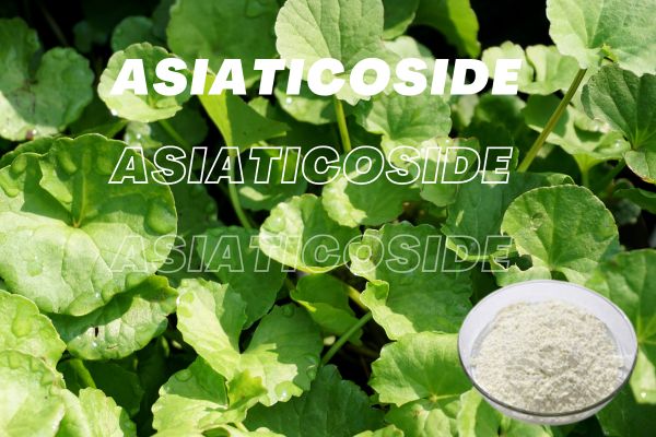 High Quality Asiaticoside 99% white powder CAS 16830-15-2