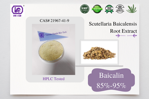 Scutellaria Baicalensis Extract 85.0% Baicalin Light Yellow Powder CAS 21967-41-9