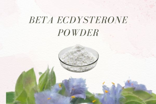 Beta Ecdysterone Powder