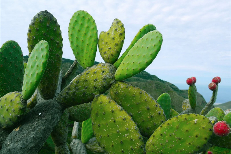 Cactus extract flavone polysaccharide saponin pharmaceutical raw materials