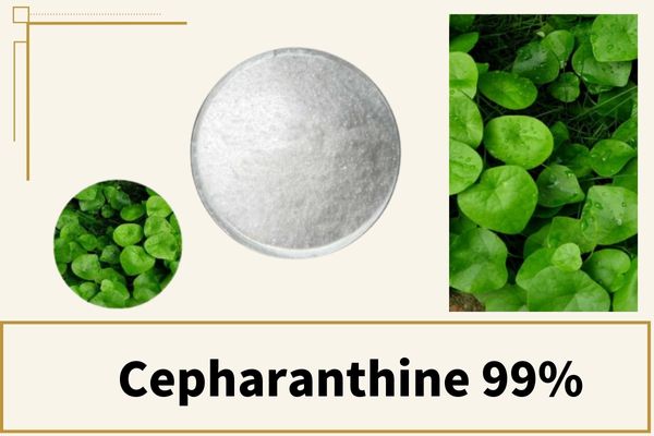 Cepharanthine 99%