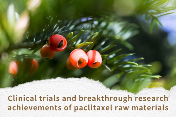 Clinical trials and breakthrough research achievements of paclitaxel raw materials