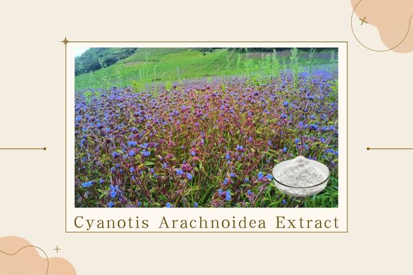 The role of Cyanotis Arachnoidea Extract in skincare products