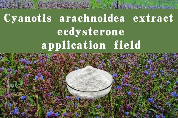 Cyanotis arachnoidea extract ecdysterone application field