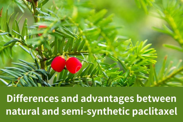 Differences and advantages between natural and semi-synthetic paclitaxel