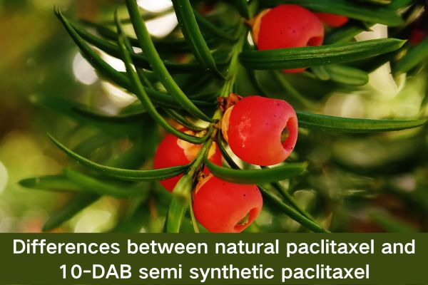 Differences between natural paclitaxel and 10-DAB semi synthetic paclitaxel