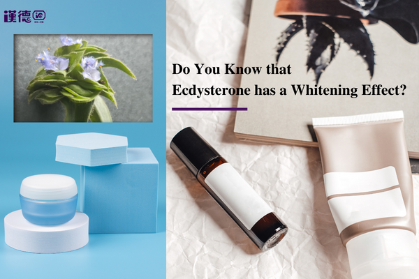 Do You Know that Ecdysterone has a Whitening Effect?
