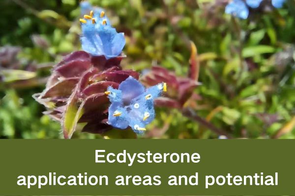 Ecdysterone:application areas and potential