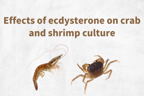 Effects of ecdysterone on crab and shrimp culture