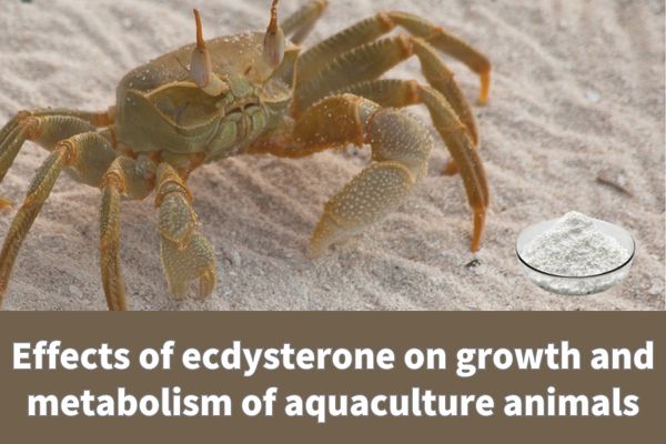Effects of ecdysterone on growth and metabolism of aquaculture animals