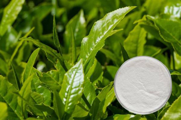 Epicatechin gallate ECG 98% CAS 1257-08-5 Green Tea Extract