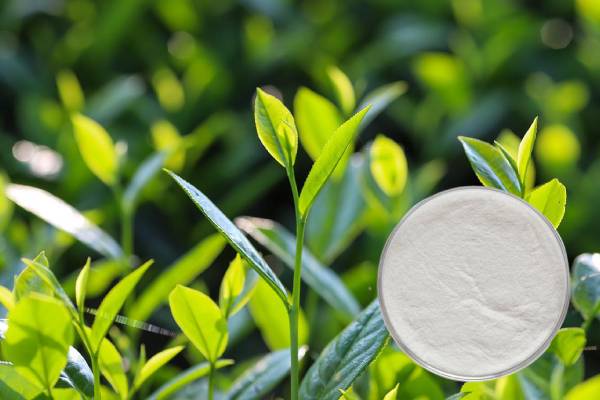 Epicatechin EC 98% CAS 490-46-0 Green Tea Extract