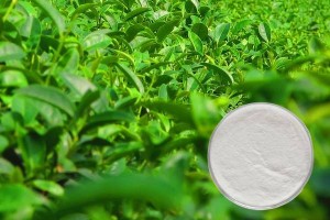 Hot sale Nab Paclitaxel Lung Cancer - Epigallocatechin gallate EGCG 50-98% CAS 989-51-5 Green Tea Extract  –  Hande