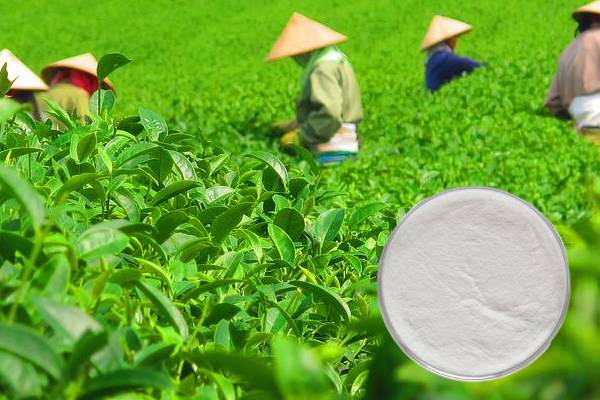 Epigallocatechin EGC 98%  CAS 970-74-1  Green Tea Extract