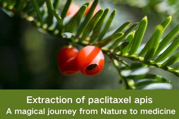 Extraction of paclitaxel apis: A magical journey from Nature to medicine