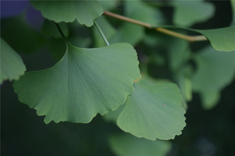 Ginkgo biloba extract flavone 24% lactone 6% cosmetic raw materials