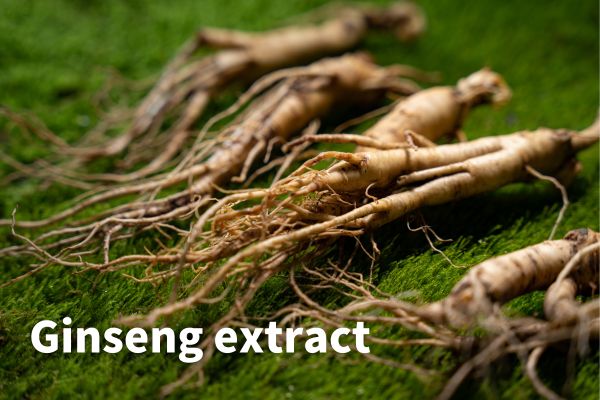 Factory Supply Ginseng extract Panax Ginseng Root Extract