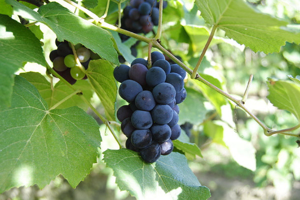 Function and efficacy of grape seed extract