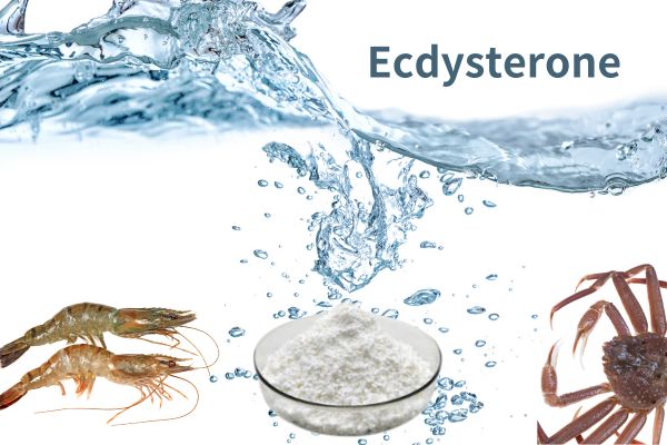 High Quality Cyanotis Arachnoidea Extract Natural Ecdysterone In the aquaculture industry