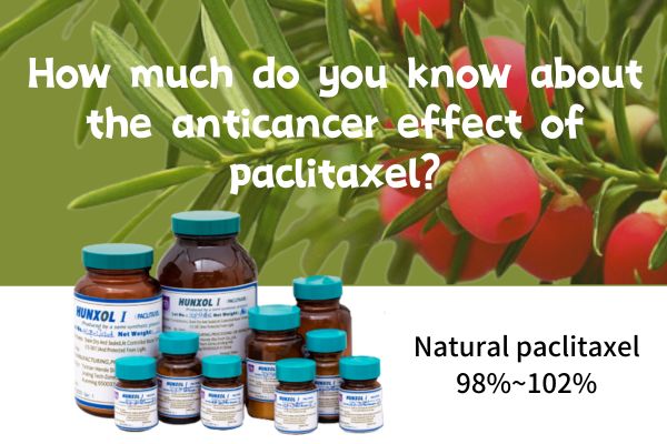 How much do you know about the anticancer effect of paclitaxel?