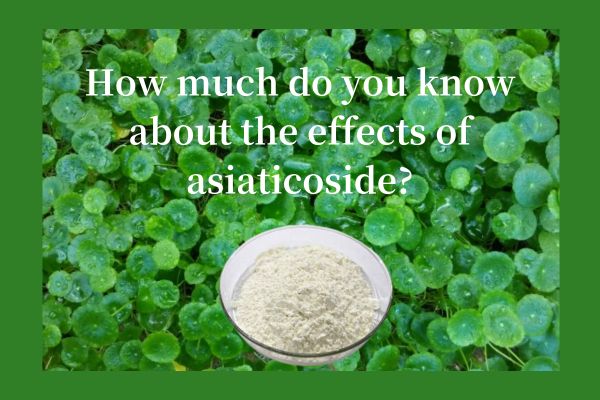 How much do you know about the effects of asiaticoside?