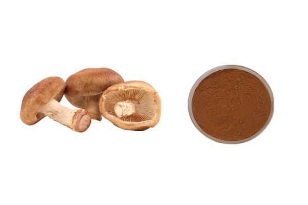 Shiitake Mushroom Extract Powder Polysaccharide 30%-50% Lentinan