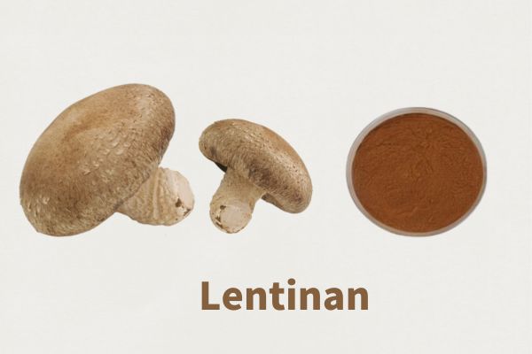 High Quality Lentinan 30% 50% CAS 37339-90-5