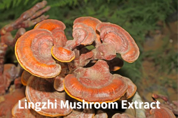 Lingzhi Mushroom Extract Reishi Mushroom Powder Ganoderma lucidum extract