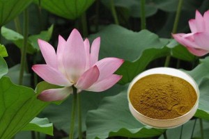 One of Hottest for Salidroside 10338-51-9 - Lotus Leaf Extract Nuciferine Drug and food homology Natural lotus leaf extraction –  Hande