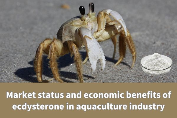Market status and economic benefits of ecdysterone in aquaculture industry