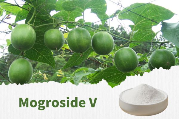 Characteristics Of Mogroside V