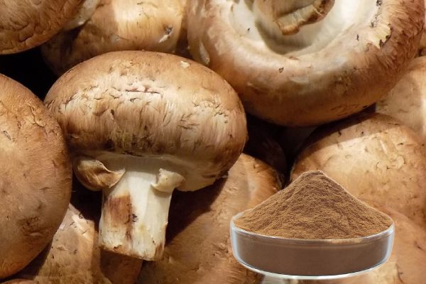 Mushroom extract(2)