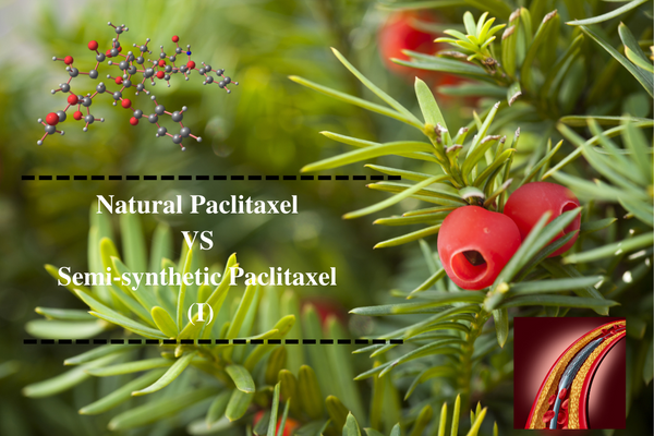 Natural Paclitaxel VS Semi-synthetic Paclitaxel (I)