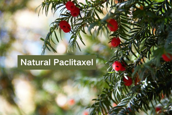 Natural Paclitaxel Powder Pharmaceutical raw materials