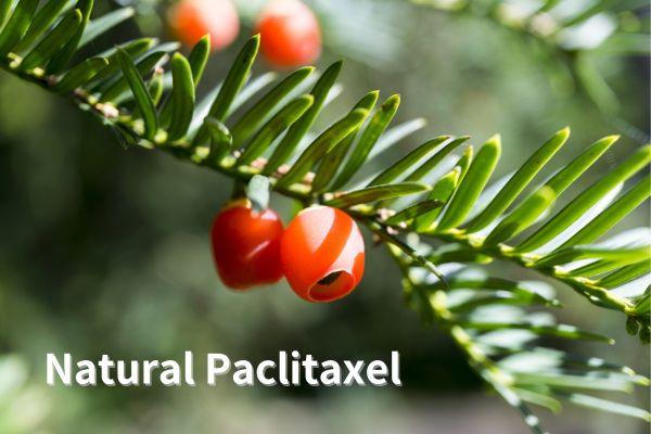 Factory Supply High Purity Natural Paclitaxel CAS 33069-62-4