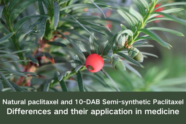 Natural paclitaxel and 10-DAB Semi-synthetic Paclitaxel:Differences and their application in medicine