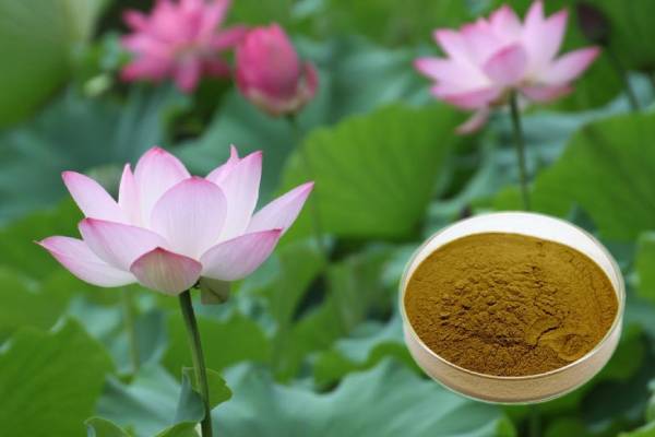 Nuciferine 2%/10%/98% CAS 475-83-2 reduce weight Hypolipidemic Lotus Leaf Extract
