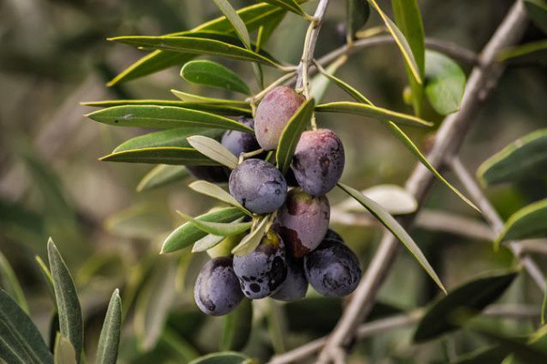 Olive leaf extract Oleuropein Hydroxytyrosol Cosmetic raw materials
