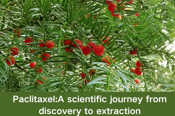 Paclitaxel:A scientific journey from discovery to extraction