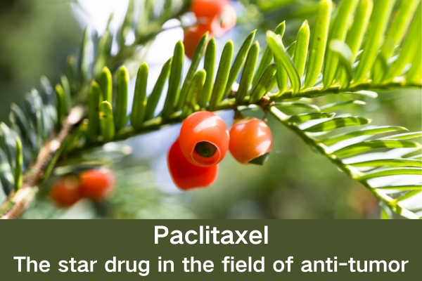 Paclitaxel:The star drug in the field of anti-tumor