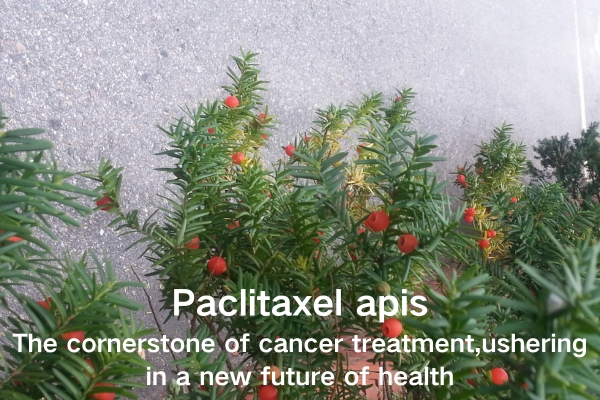 Paclitaxel apis:The cornerstone of cancer treatment,ushering in a new future of health