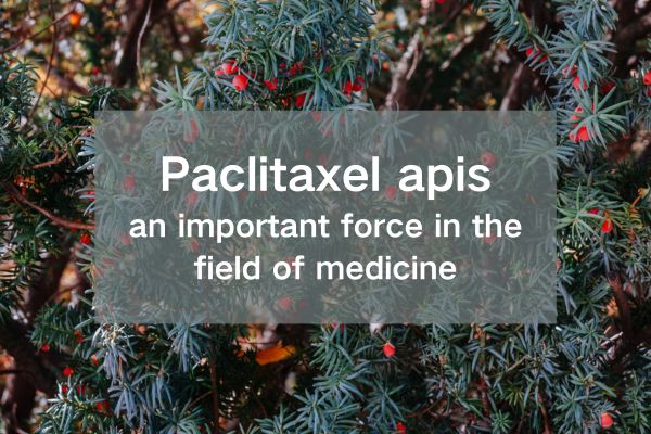 Paclitaxel apis:an important force in the field of medicine
