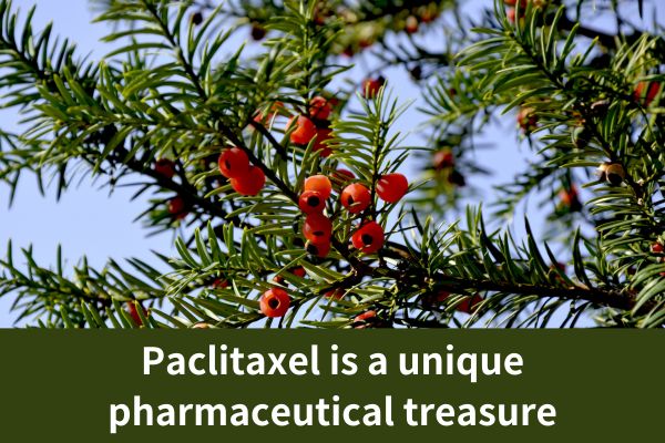 Paclitaxel is a unique pharmaceutical treasure