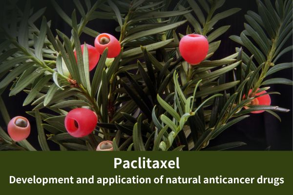 Paclitaxel: Development and application of natural anticancer drugs